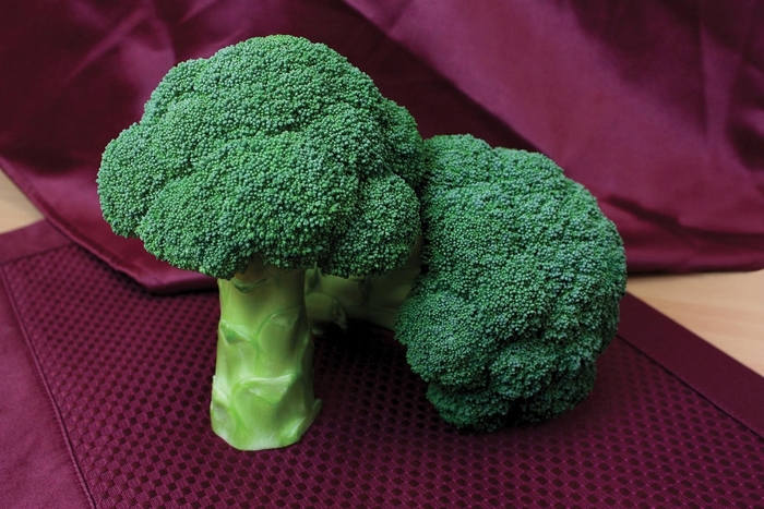 Centennial (SBC7539) F1 - Broccoli from All Seasons Nursery Centennial (SBC7539) F1 - Broccoli from All Seasons Nursery
