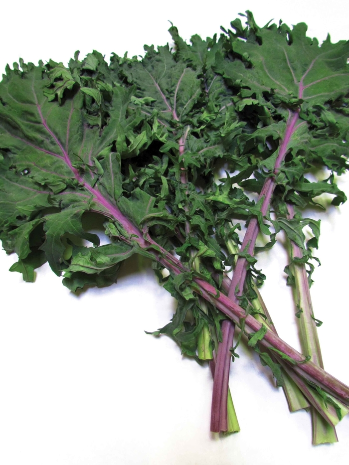  Red Russian Kale - Brassica oleracea Acephala group from All Seasons Nursery