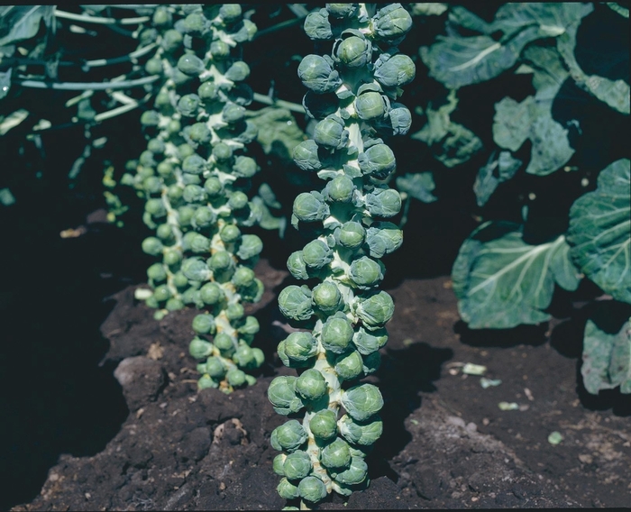 Brussels Sprouts - Brussels Sprouts from All Seasons Nursery Brussels Sprouts - Brussels Sprouts from All Seasons Nursery