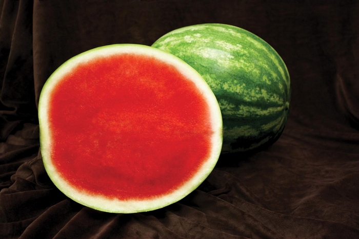 Sugar Baby Melon - Watermelon from All Seasons Nursery Sugar Baby Melon - Watermelon from All Seasons Nursery