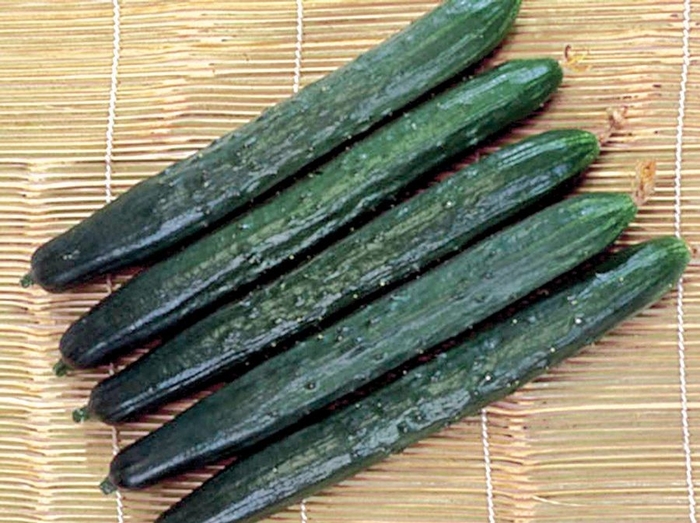 Burpless Cucumber - Cucumber from All Seasons Nursery Burpless Cucumber - Cucumber from All Seasons Nursery