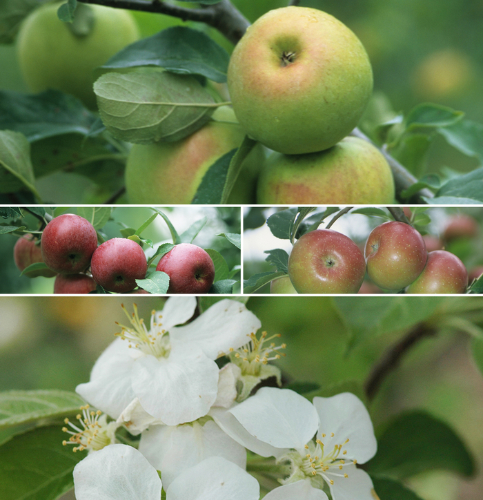 Apple - Northern Spy from All Seasons Nursery Apple - Northern Spy from All Seasons Nursery