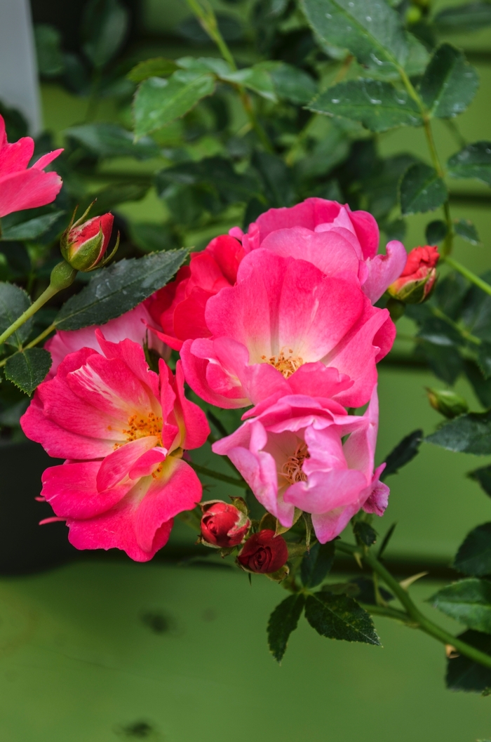 Pink Drift® - Shrub Rose from All Seasons Nursery