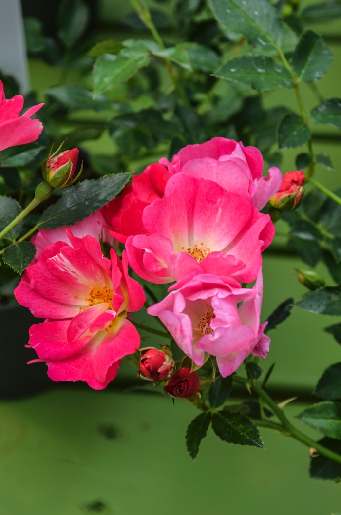 Pink Drift® - Shrub Rose from All Seasons Nursery Pink Drift® - Shrub Rose from All Seasons Nursery