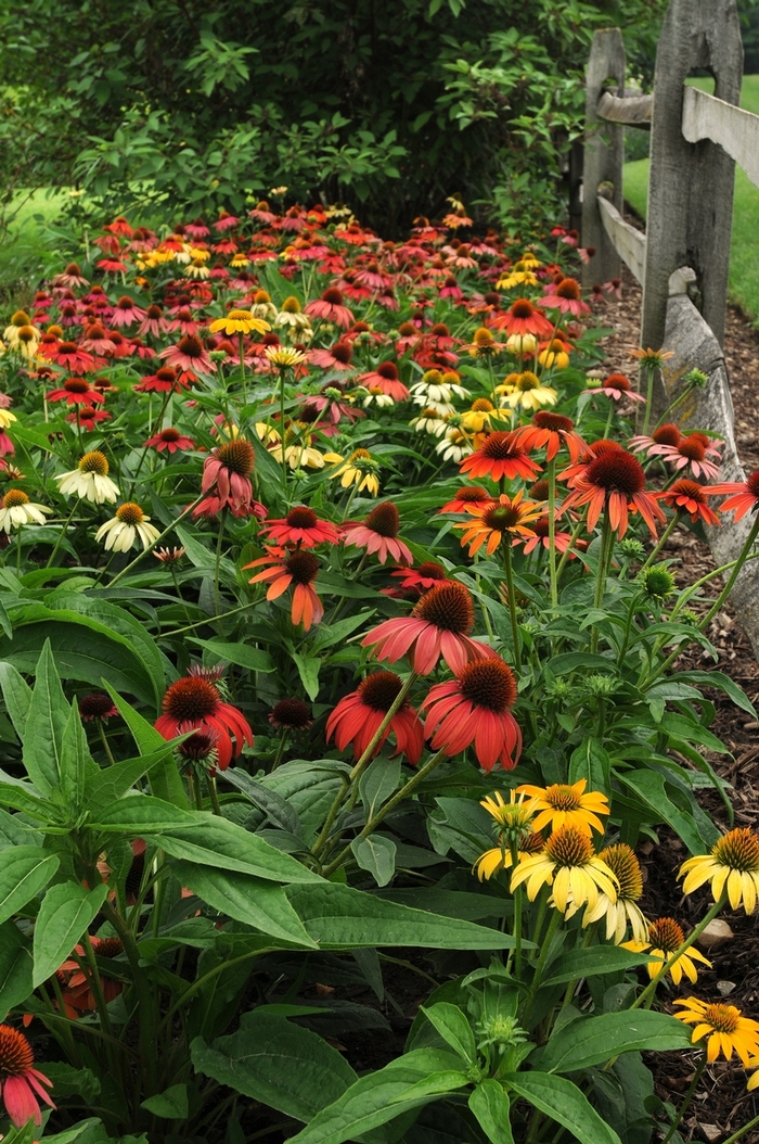 Coneflower - Echinacea hybrida 'Cheyenne Spirit' from All Seasons Nursery Coneflower - Echinacea hybrida 'Cheyenne Spirit' from All Seasons Nursery