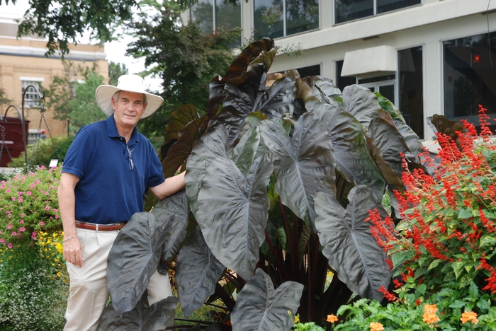 Elephant's Ear - Colocasia 'Royal Hawaiian® 'Diamond Head'' from All Seasons Nursery Elephant's Ear - Colocasia 'Royal Hawaiian® 'Diamond Head'' from All Seasons Nursery