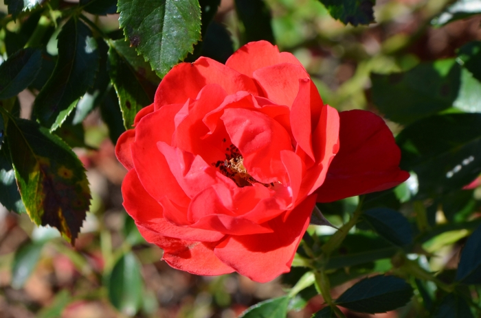 Flower Carpet® Scarlet - Rosa x 'NOA83100B' from All Seasons Nursery Flower Carpet® Scarlet - Rosa x 'NOA83100B' from All Seasons Nursery