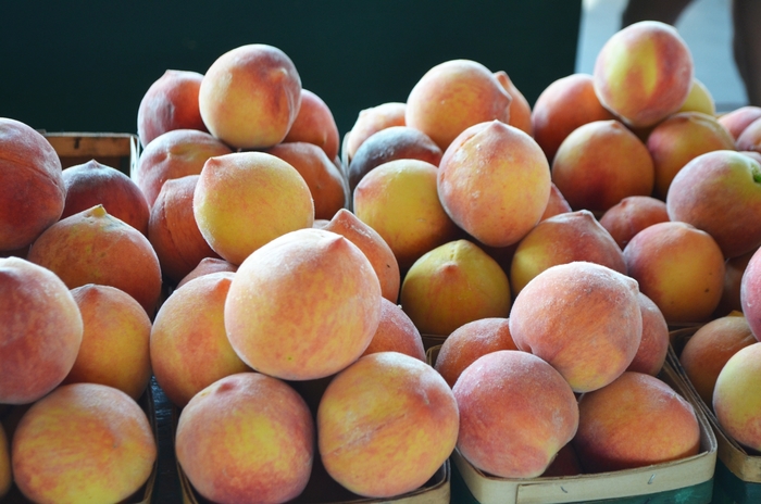 Peach - Prunus persica from All Seasons Nursery