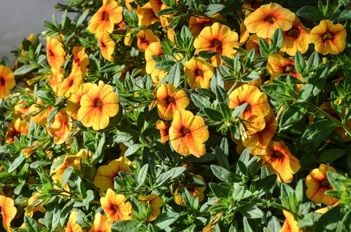 Aloha® Gold - Calibrachoa hybrida from All Seasons Nursery Aloha® Gold - Calibrachoa hybrida from All Seasons Nursery