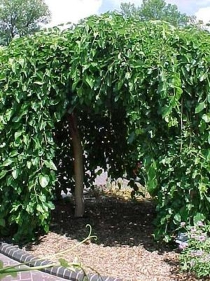 Weeping Mulberry - Morus alba 'Chaparral' from All Seasons Nursery Weeping Mulberry - Morus alba 'Chaparral' from All Seasons Nursery