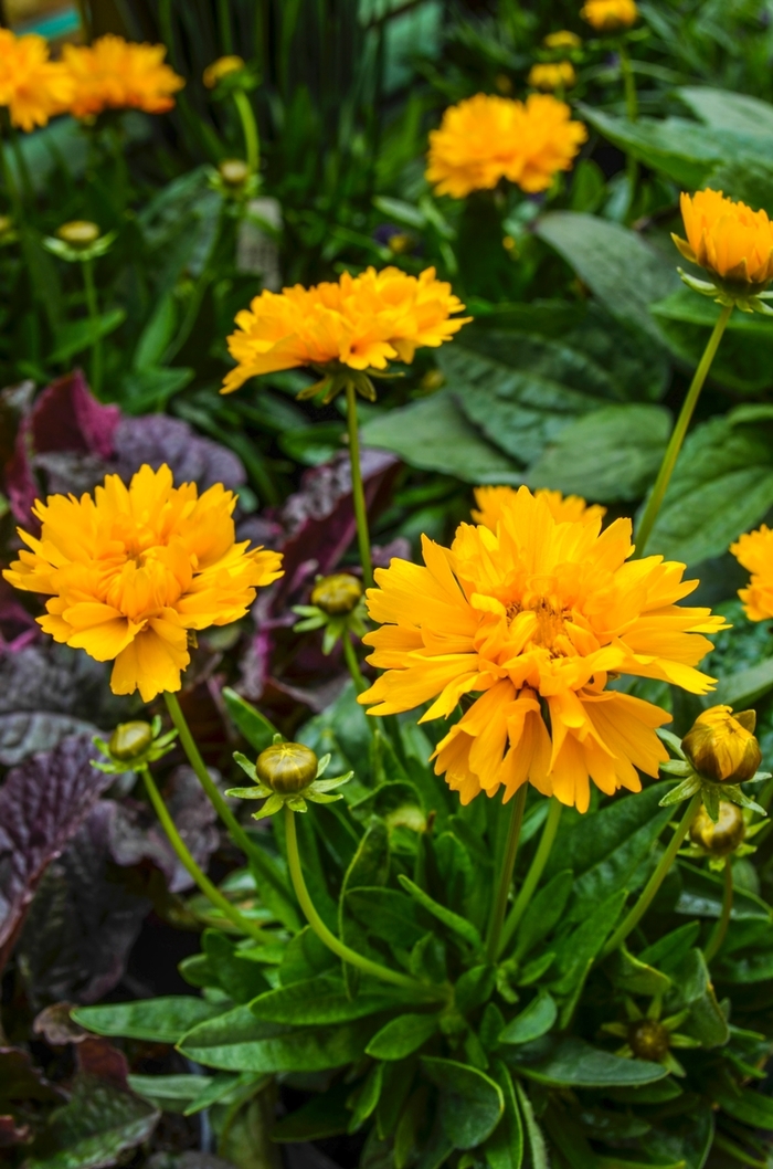 Early Sunrise Tickseed - Coreopsis grandiflora from All Seasons Nursery Early Sunrise Tickseed - Coreopsis grandiflora from All Seasons Nursery