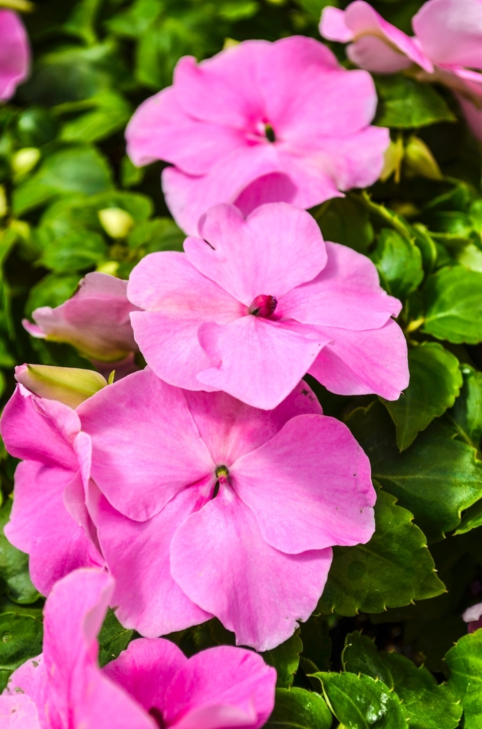 Impatiens - Impatiens Lilac from All Seasons Nursery Impatiens - Impatiens Lilac from All Seasons Nursery