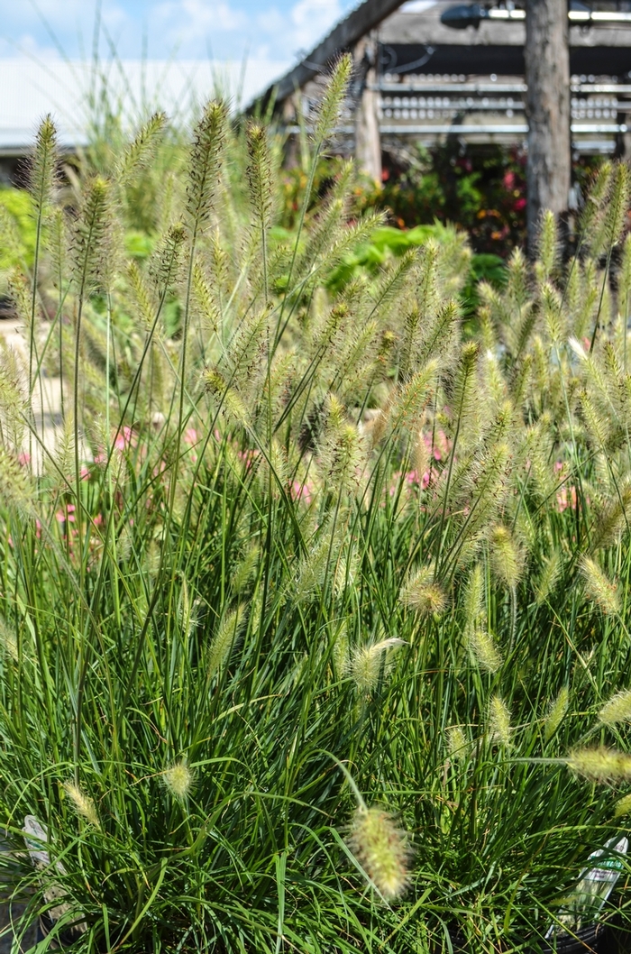 Dwarf Fountain Grass - Pennisetum alopecuroides 'Hameln' from All Seasons Nursery Dwarf Fountain Grass - Pennisetum alopecuroides 'Hameln' from All Seasons Nursery
