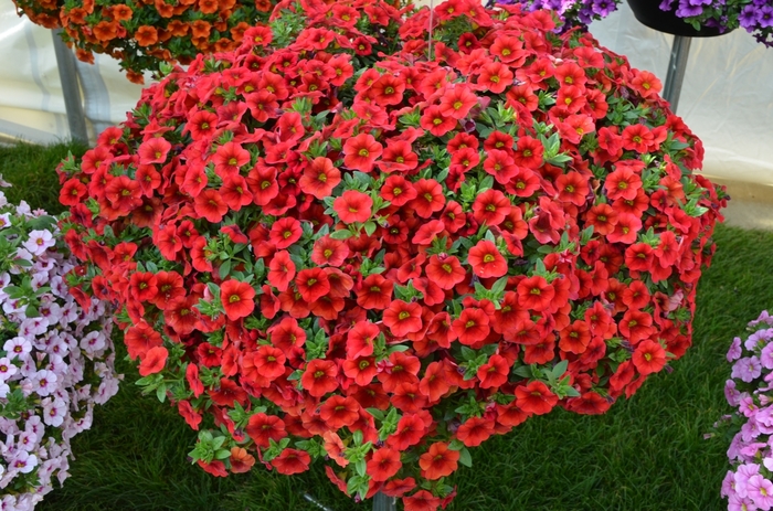 Calibrachoa - Calibrachoa 'Aloha Kona Dark Red' from All Seasons Nursery Calibrachoa - Calibrachoa 'Aloha Kona Dark Red' from All Seasons Nursery