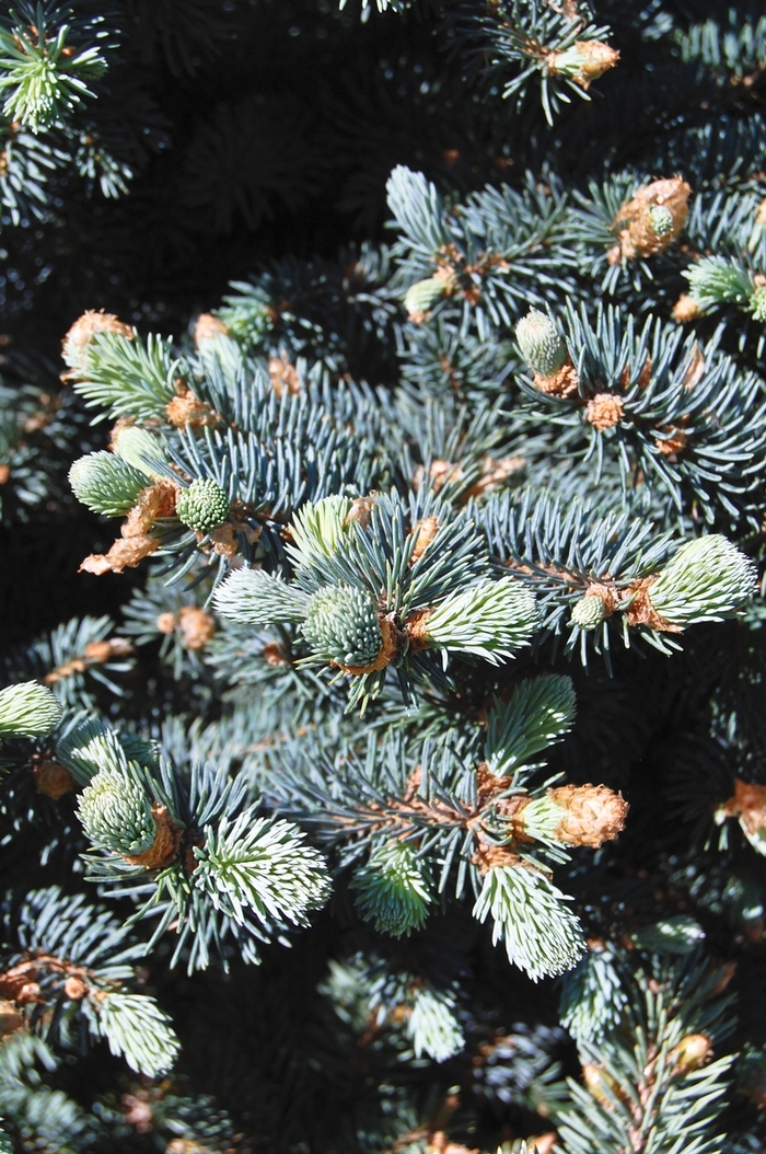 Colorado Blue Spruce - Picea pungens var glauca from All Seasons Nursery Colorado Blue Spruce - Picea pungens var glauca from All Seasons Nursery