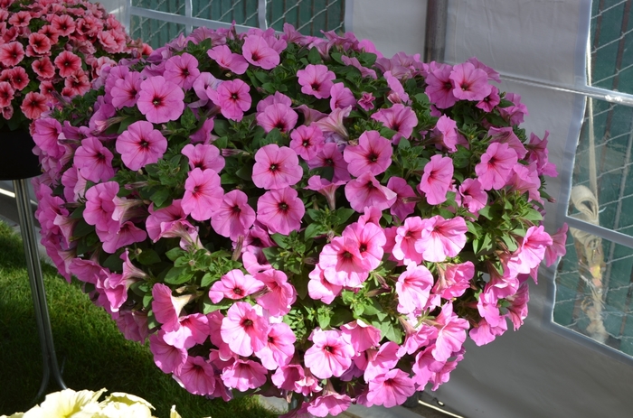 Petunia - Petunia 'Potunia Plus Pinkalicious' from All Seasons Nursery Petunia - Petunia 'Potunia Plus Pinkalicious' from All Seasons Nursery
