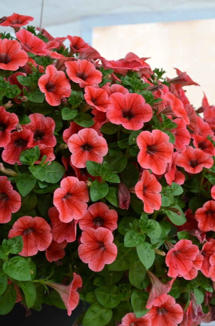 Petunia - Petunia 'Potunia Piccola Strawberry' from All Seasons Nursery Petunia - Petunia 'Potunia Piccola Strawberry' from All Seasons Nursery