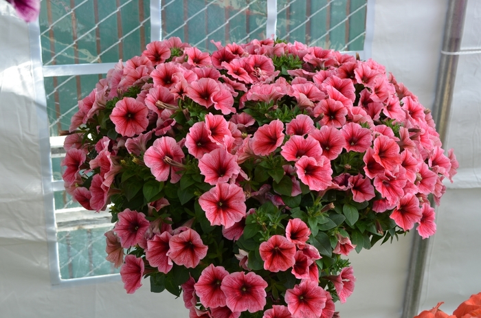 Petunia - Petunia 'Potunia Plus Strawberry Ice' from All Seasons Nursery Petunia - Petunia 'Potunia Plus Strawberry Ice' from All Seasons Nursery