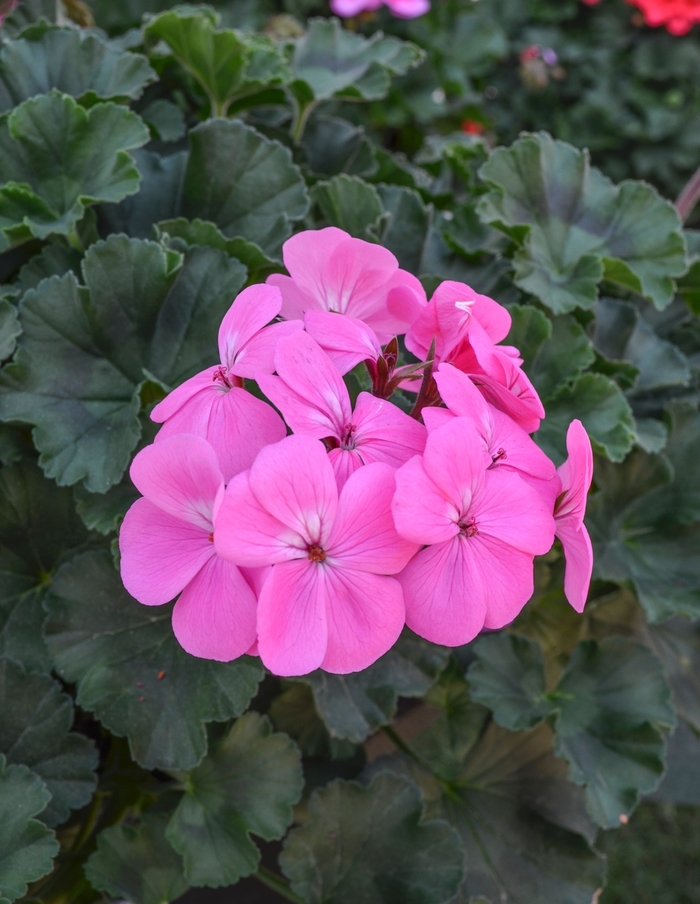 Geranium - from All Seasons Nursery Geranium - from All Seasons Nursery