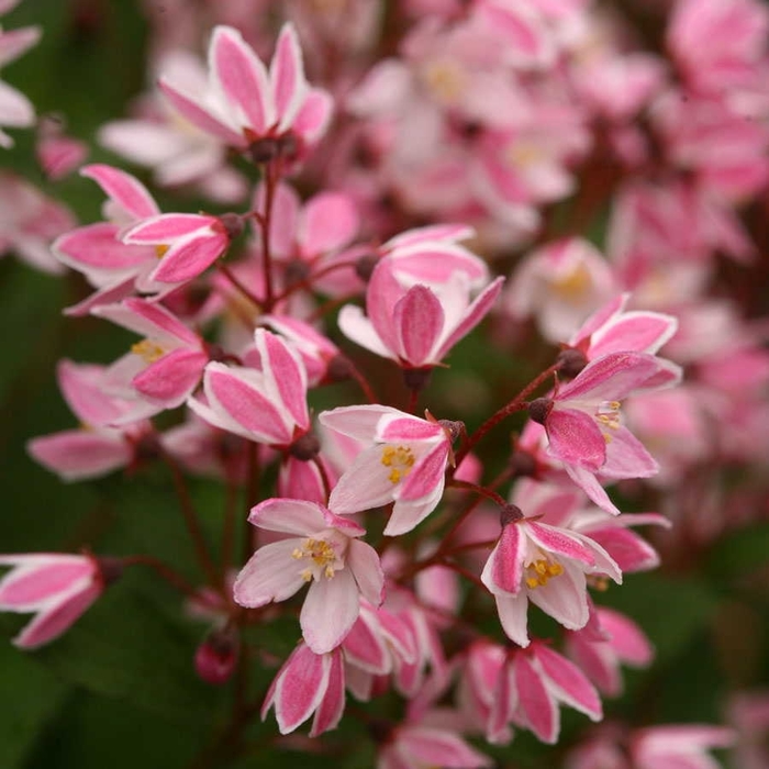 Yuki Cherry Blossom® - Deutzia x from All Seasons Nursery