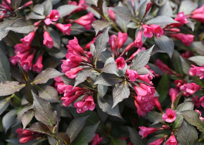 Weigela - Weigela florida 'Spilled Wine' from All Seasons Nursery Weigela - Weigela florida 'Spilled Wine' from All Seasons Nursery