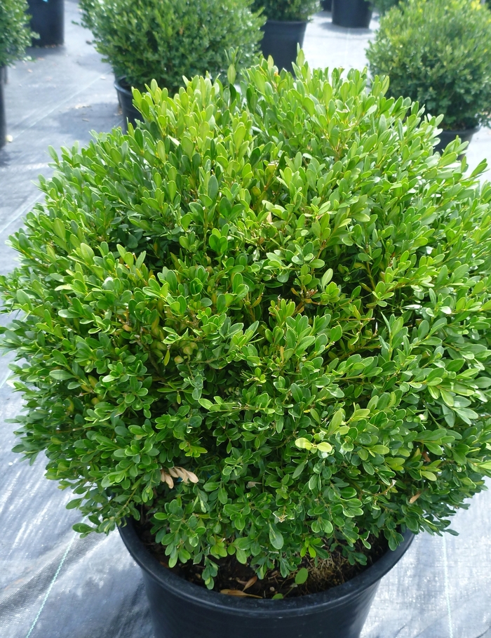 Green Gem Boxwood - Buxus x 'Green Gem' from All Seasons Nursery