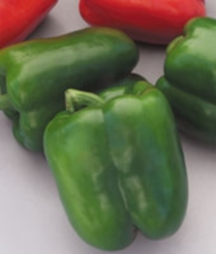 Pepper - Capsicum annuum Pepper - Capsicum annuum
