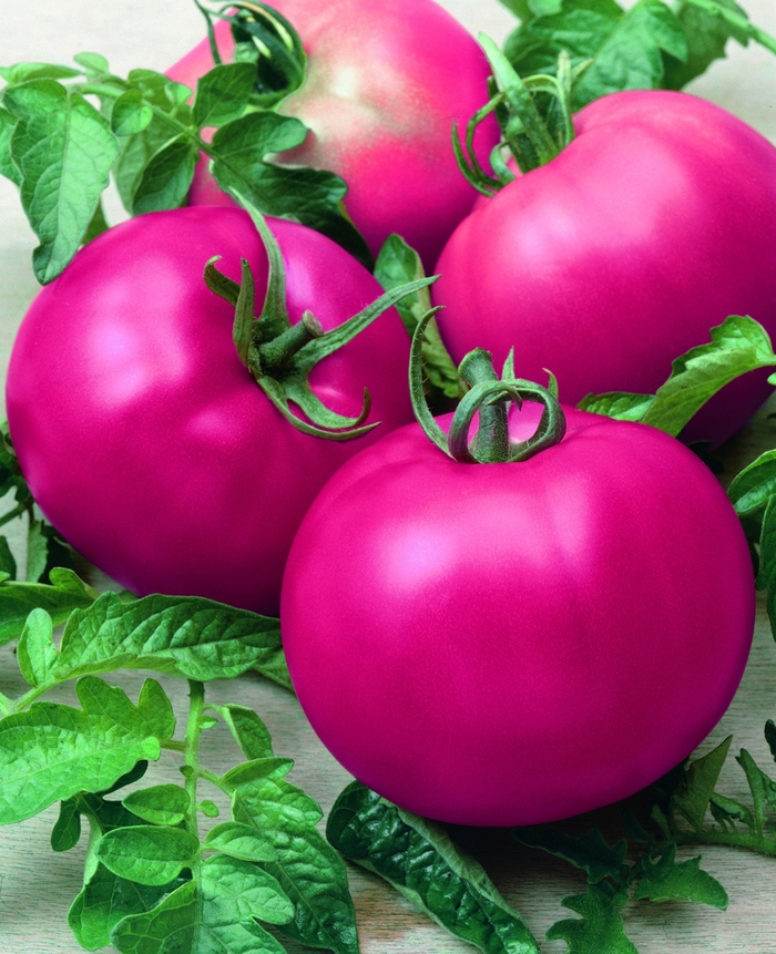 Tomato Beefsteak - Solanum lycopersicum from All Seasons Nursery