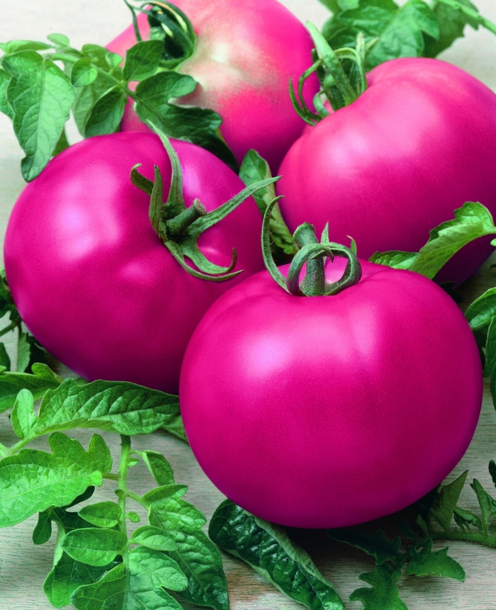 Tomato Beefsteak - Solanum lycopersicum from All Seasons Nursery Tomato Beefsteak - Solanum lycopersicum from All Seasons Nursery
