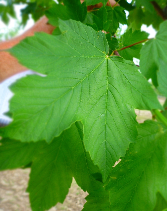 Sycamore Maple - Acer pseudoplatanus 'Regal Petticoat' from All Seasons Nursery