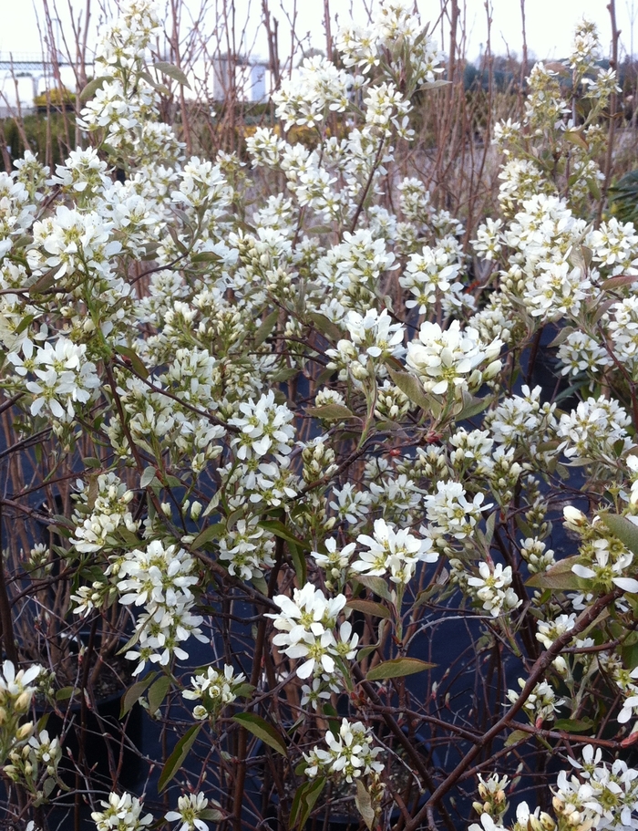 Regent Saskatoon Berry - Amelanchier alnifolia 'Regent' Serviceberry from All Seasons Nursery Regent Saskatoon Berry - Amelanchier alnifolia 'Regent' Serviceberry from All Seasons Nursery