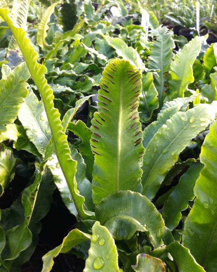 Hart's Tongue Fern - Asplenium scolopendrium from All Seasons Nursery Hart's Tongue Fern - Asplenium scolopendrium from All Seasons Nursery