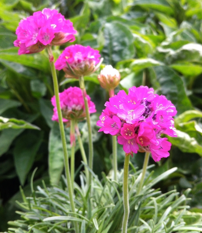 Sea Thrift - Armeria maritima 'Splendens' from All Seasons Nursery Sea Thrift - Armeria maritima 'Splendens' from All Seasons Nursery