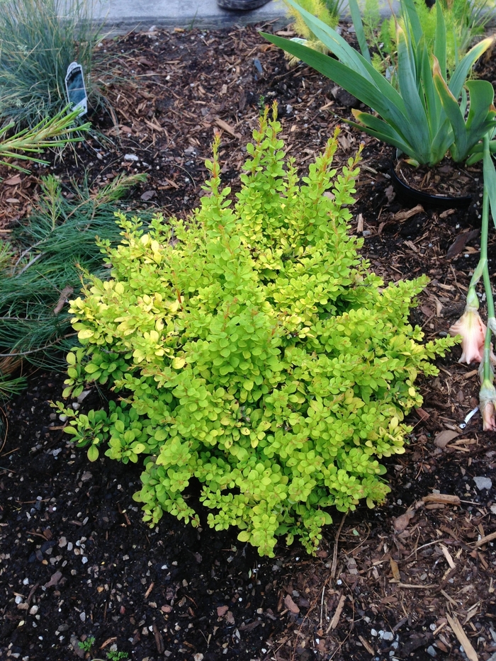 Barberry 'Aurea Nana' - Berberis thunbergii from All Seasons Nursery Barberry 'Aurea Nana' - Berberis thunbergii from All Seasons Nursery