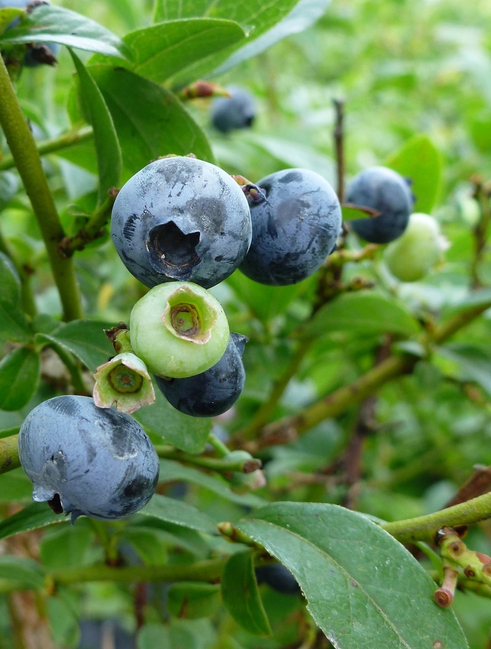 Blueberry - ask about available varieties from All Seasons Nursery