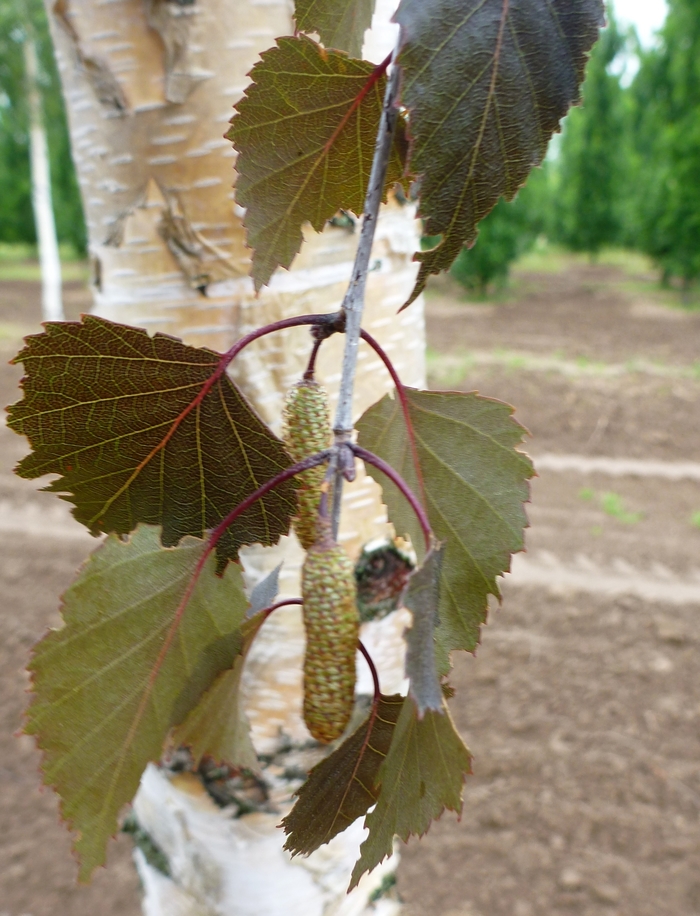 Royal Frost® - Betula x from All Seasons Nursery Royal Frost® - Betula x from All Seasons Nursery