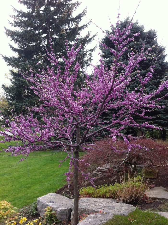 Eastern Redbud Tree - Cercis canadensis from All Seasons Nursery Eastern Redbud Tree - Cercis canadensis from All Seasons Nursery