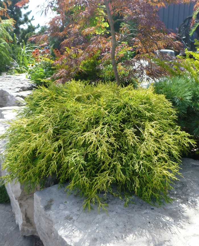 Sungold Falsecypress - Chamaecyparis pisifera 'Sungold' from All Seasons Nursery Sungold Falsecypress - Chamaecyparis pisifera 'Sungold' from All Seasons Nursery