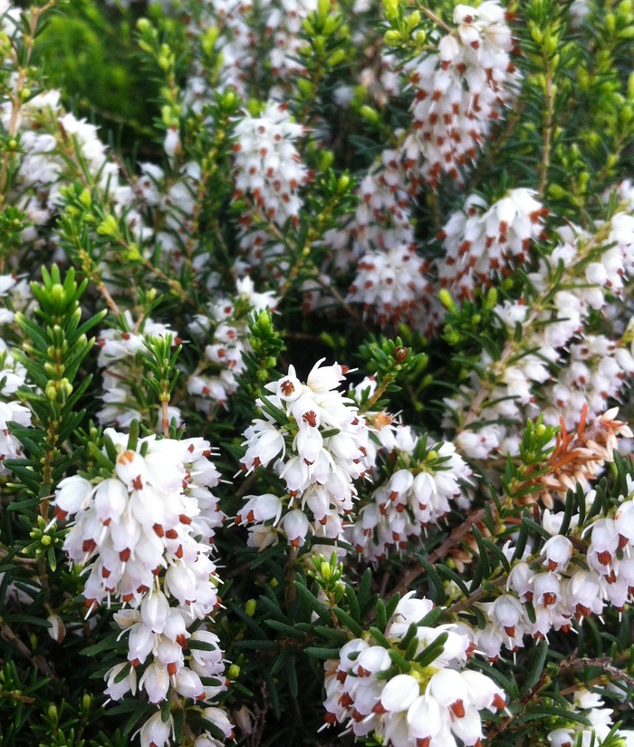 Springwood White Heath - Erica carnea 'Springwood White' from All Seasons Nursery Springwood White Heath - Erica carnea 'Springwood White' from All Seasons Nursery