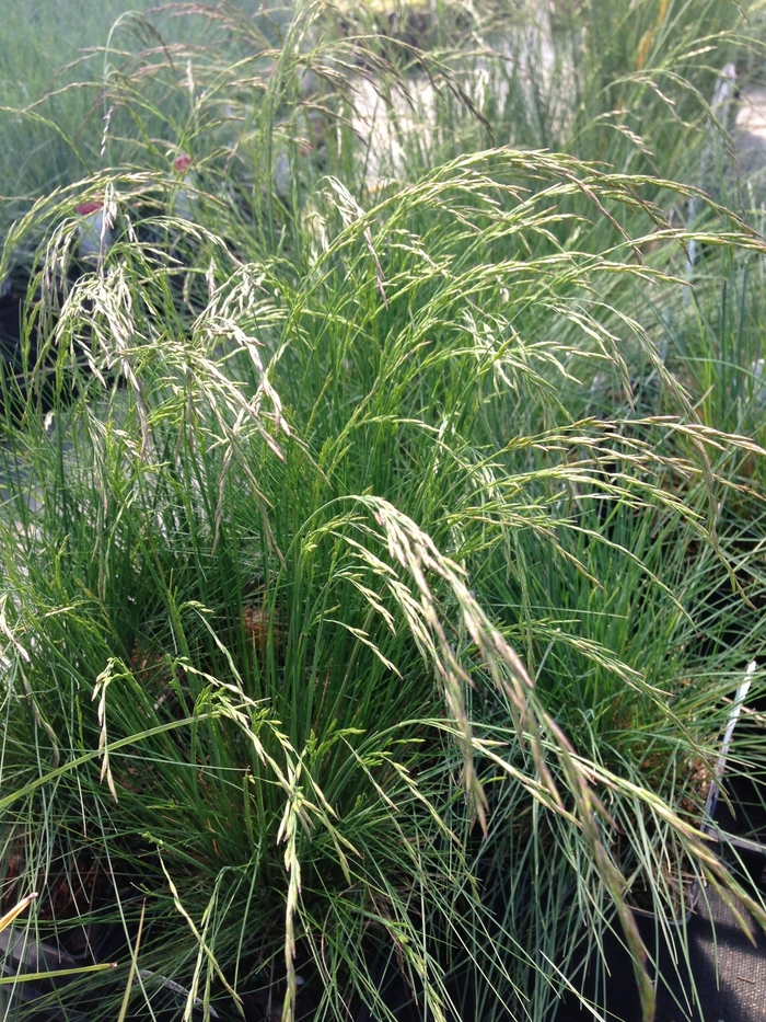 Tufted Fescue - Festuca amethystina from All Seasons Nursery Tufted Fescue - Festuca amethystina from All Seasons Nursery