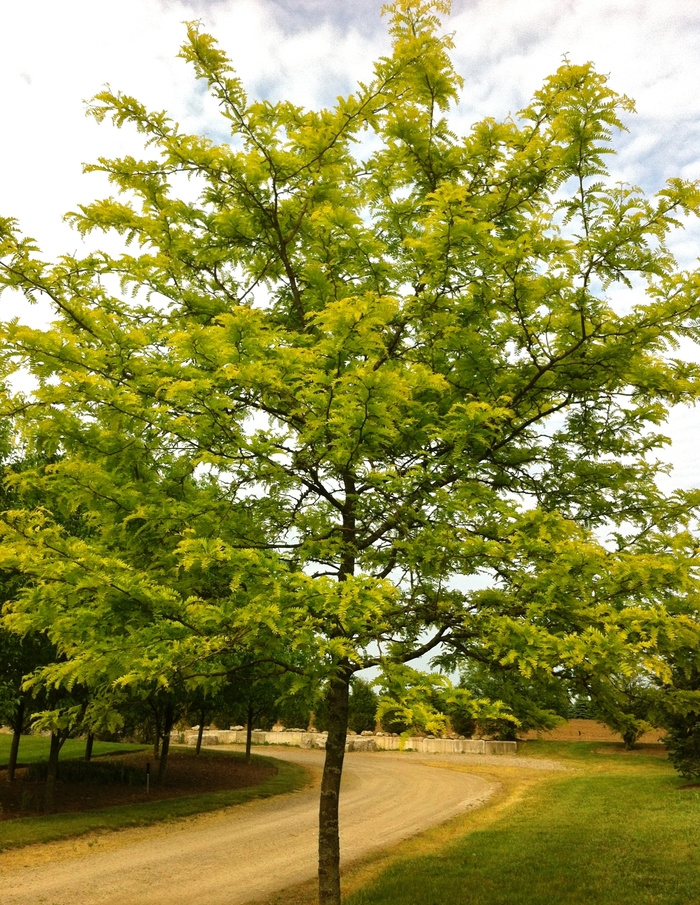 Sunburst® Honeylocust - Gleditsia triacanthos var. inermis 'Suncole' from All Seasons Nursery Sunburst® Honeylocust - Gleditsia triacanthos var. inermis 'Suncole' from All Seasons Nursery