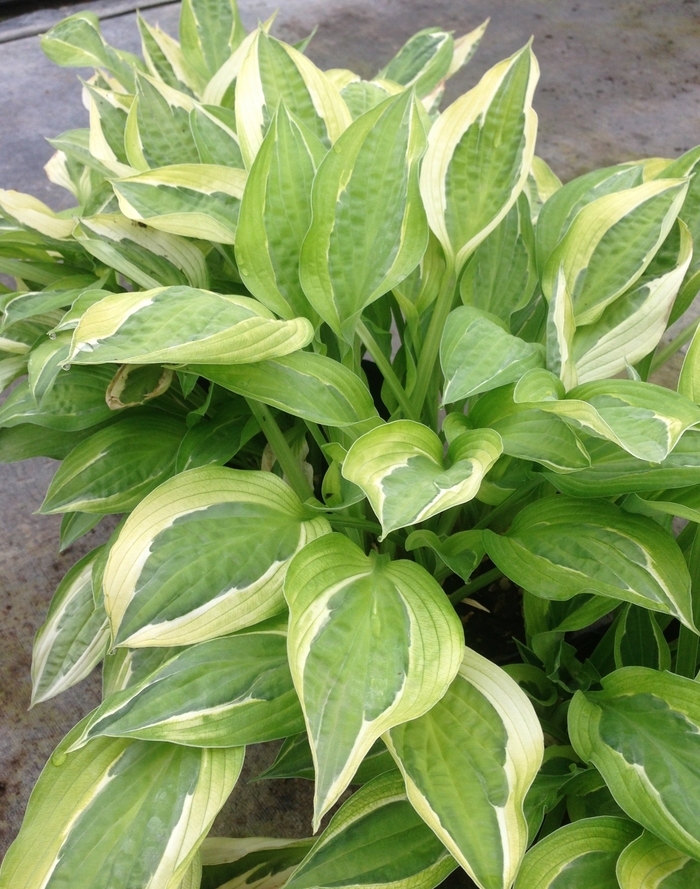 Plantain Lily - Hosta 'Snake Eyes' from All Seasons Nursery