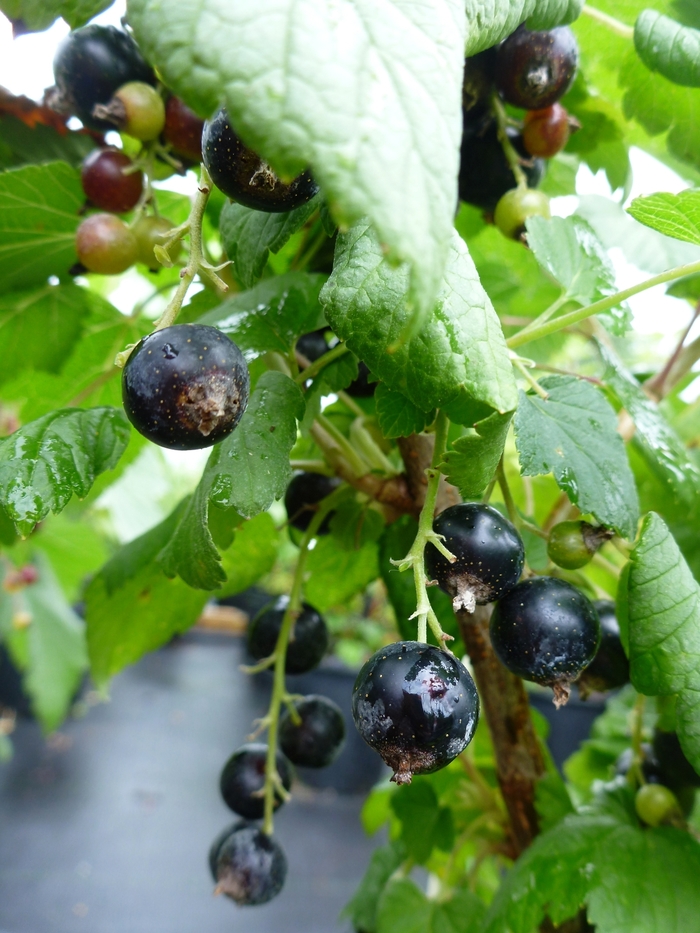 'Wellington' - Ribes rubrum from All Seasons Nursery 'Wellington' - Ribes rubrum from All Seasons Nursery