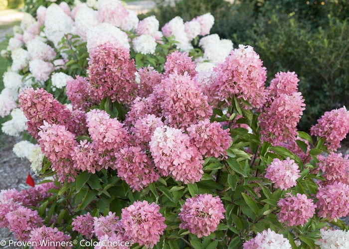 Zinfin Doll® - Hydrangea paniculata from All Seasons Nursery Zinfin Doll® - Hydrangea paniculata from All Seasons Nursery