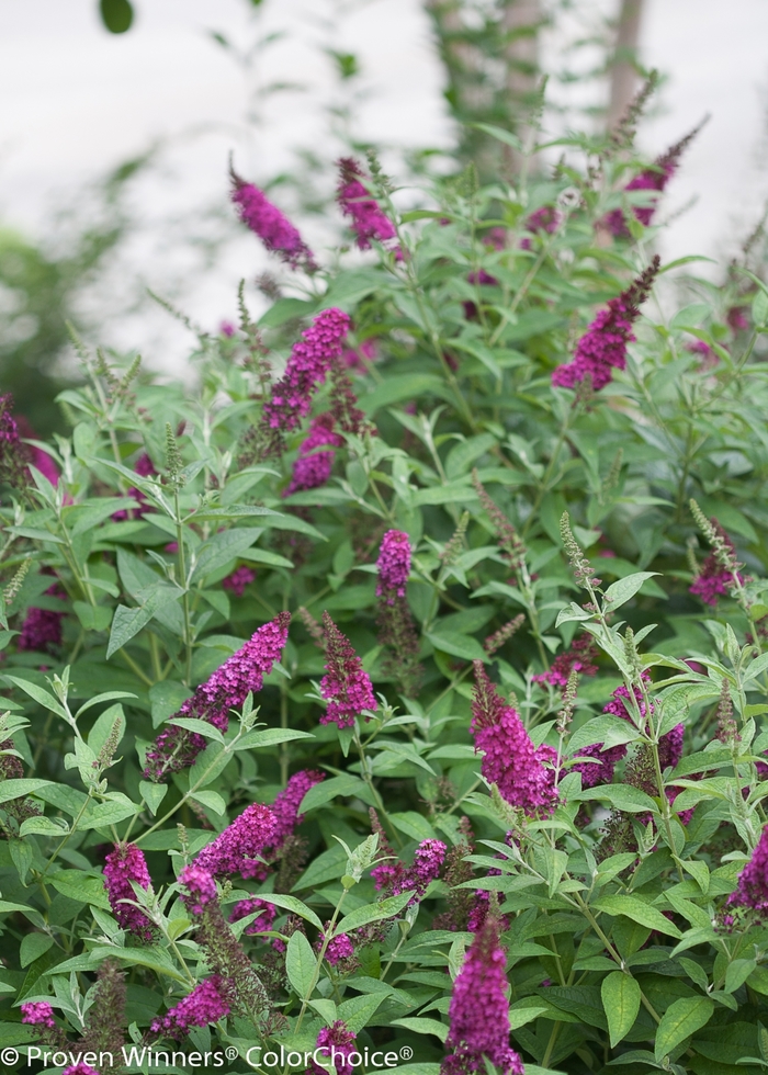 'Miss Molly' - Buddleia davidii from All Seasons Nursery 'Miss Molly' - Buddleia davidii from All Seasons Nursery