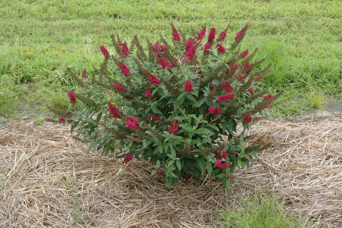 'Miss Molly' - Buddleia davidii from All Seasons Nursery 'Miss Molly' - Buddleia davidii from All Seasons Nursery