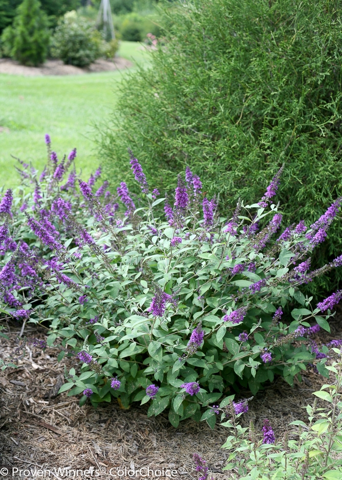 Lo & Behold® 'Blue Chip Jr.' - Buddleia x from All Seasons Nursery Lo & Behold® 'Blue Chip Jr.' - Buddleia x from All Seasons Nursery