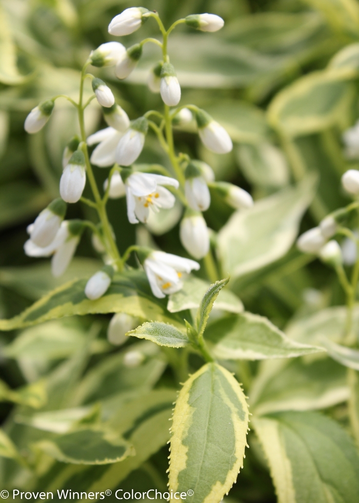 Creme Fraiche® - Deutzia gracilis from All Seasons Nursery Creme Fraiche® - Deutzia gracilis from All Seasons Nursery