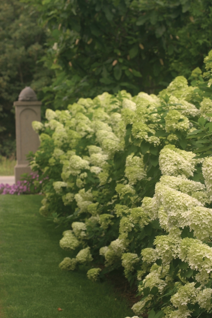 'Limelight' - Hydrangea paniculata from All Seasons Nursery 'Limelight' - Hydrangea paniculata from All Seasons Nursery
