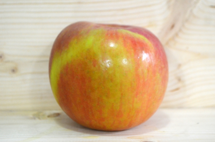 Northern Spy - Malus domestica from All Seasons Nursery Northern Spy - Malus domestica from All Seasons Nursery